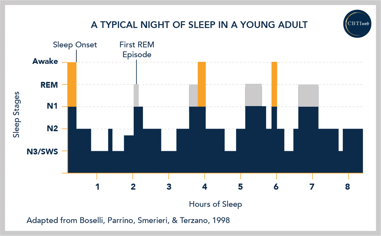 Basics of Sleep - Sleep Stages